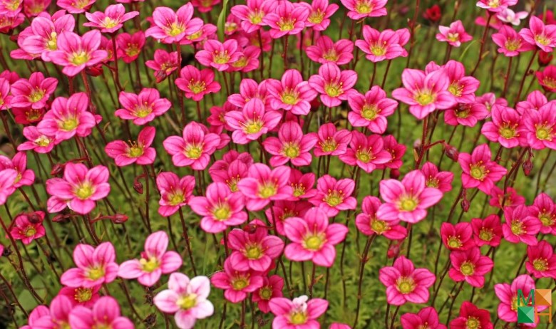 Tranh dán tường phòng ngủ đẹp tại Hà Nội FW - 015